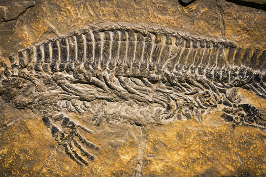 南漳湖北鳄化石