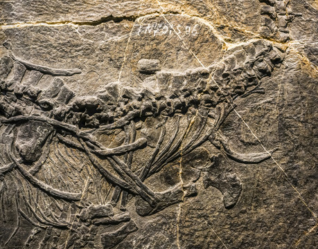 海龙化石
