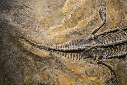 幻龙化石