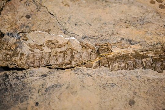 萨斯特鱼龙化石