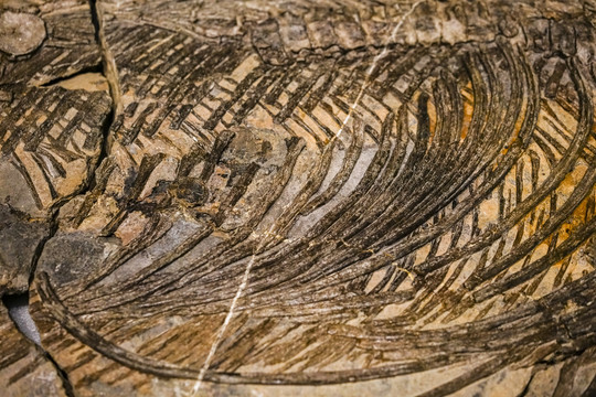 萨斯特鱼龙化石