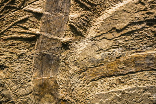 卡勒莱新芦木化石