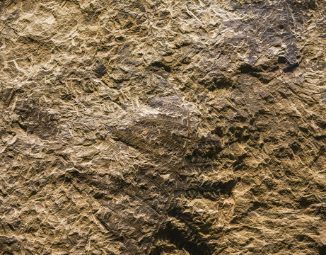 细齿似托第蕨化石