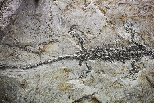 凌源潜龙化石