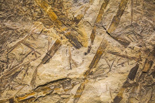 霍尔新芦木化石