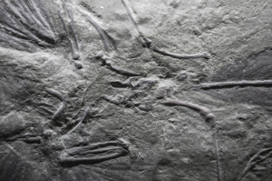 始祖鸟化石