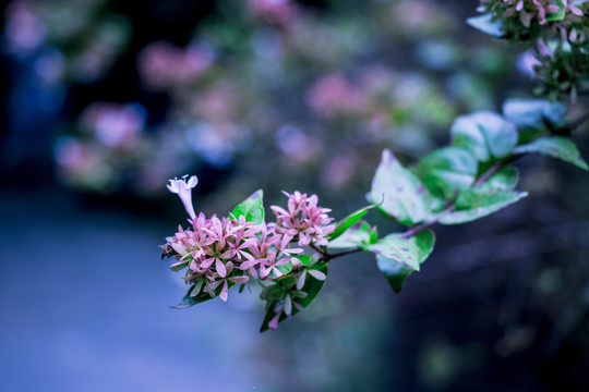 六道木开花