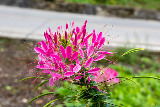 醉蝶花