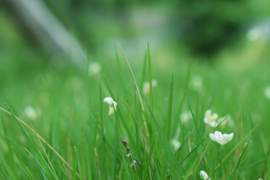 桂花落入草地