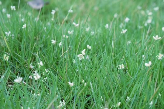 桂花落入草地