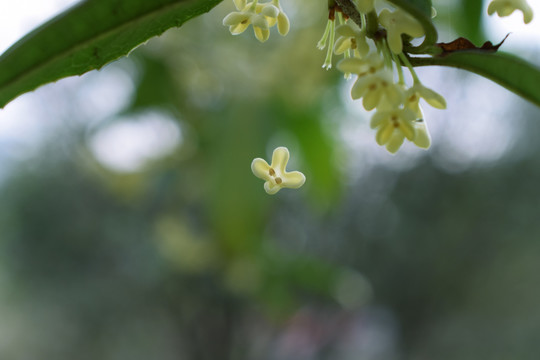 桂花凋零落下