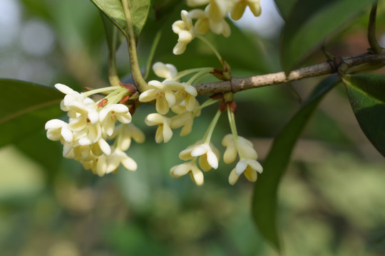 桂花