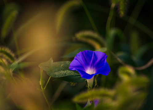 牵牛花