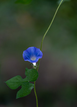 牵牛花