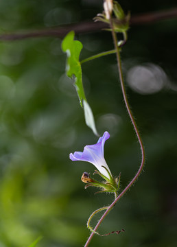 牵牛花