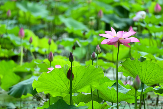 荷花