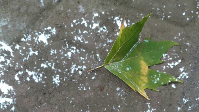 秋天雨后落叶