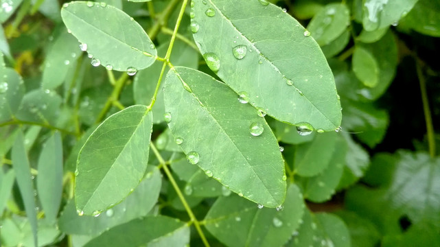 叶子上的雨滴