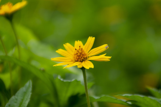 小野菊