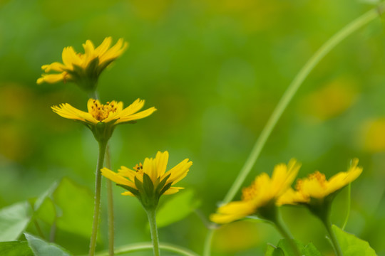 小野菊