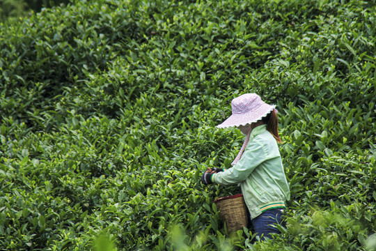 采茶女工