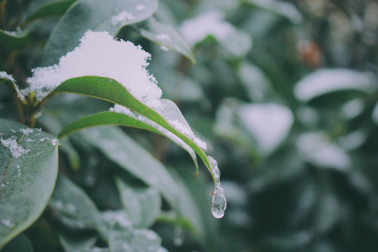 雪中的叶子