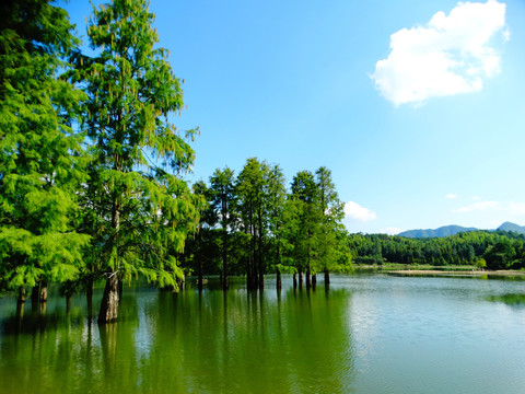 湖中水杉