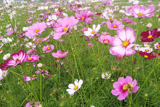 格桑花花海