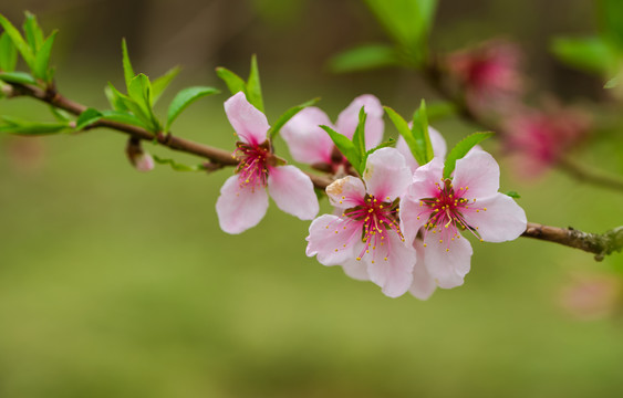 桃花