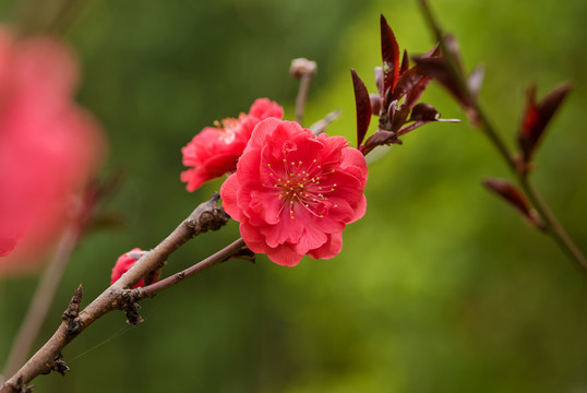 桃花