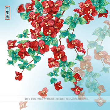 三角梅圖片