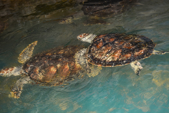 两只海龟