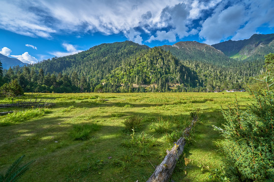 青山和草地