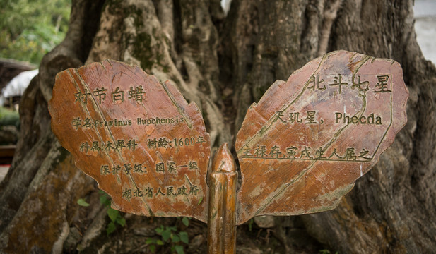 对节白蜡