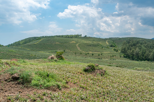 山丘上的菠萝基地