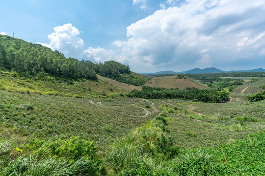 海南夏天山坡上的菠萝种植基地