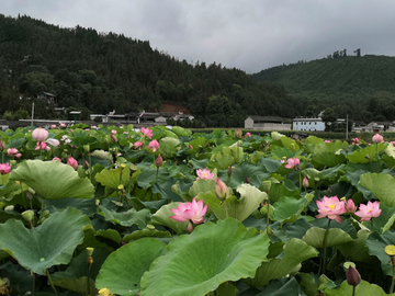 荷花池