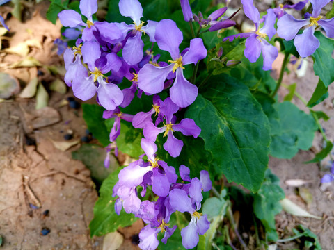 诸葛菜紫色小花