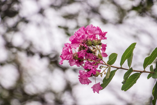 痒痒花