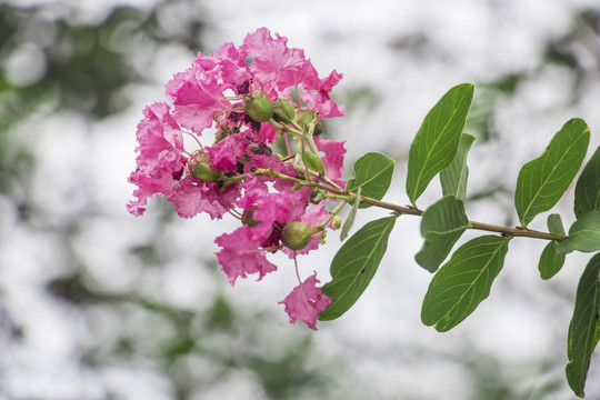 紫徽花