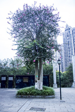 紫徽花树