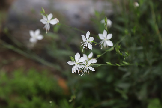 白蝶花