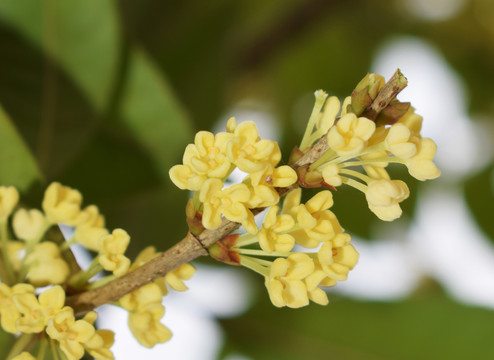 桂花