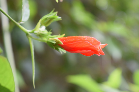 悬铃花