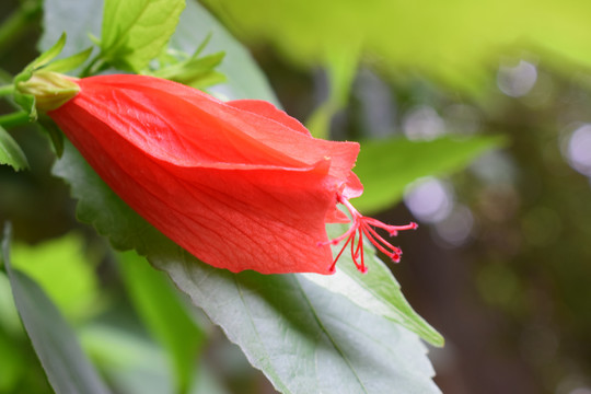 悬铃花