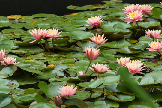 水莲花