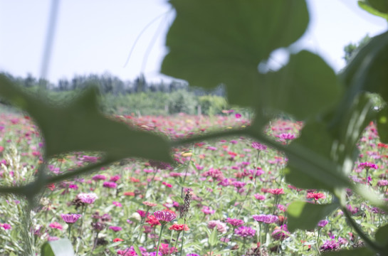 2019年太原市花海节