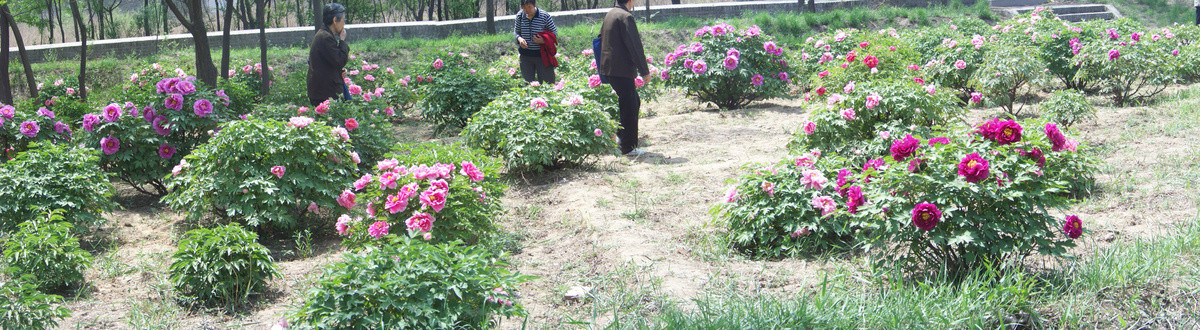 太原市双塔寺牡丹