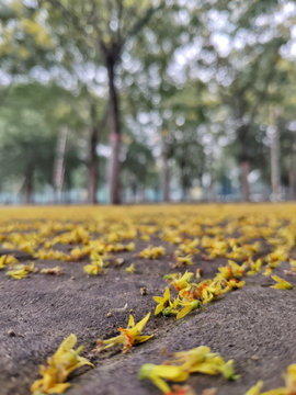 满地黄花堆积