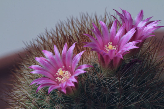 仙人球花